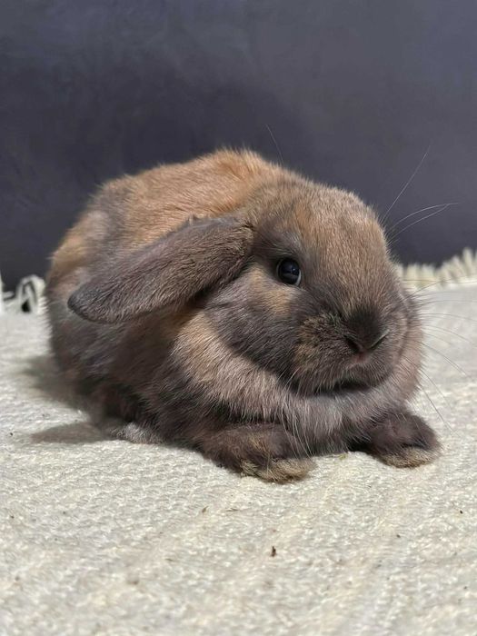 królik miniaturka