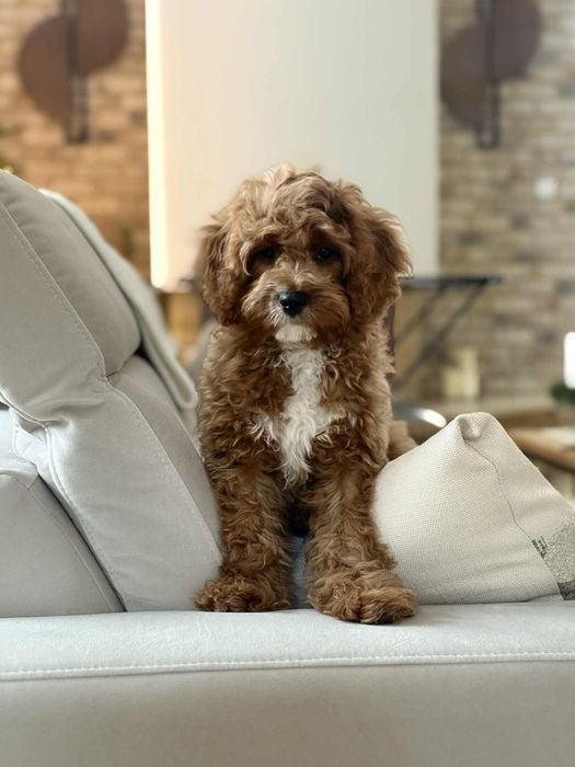 Cavapoo badania  chłopczyk