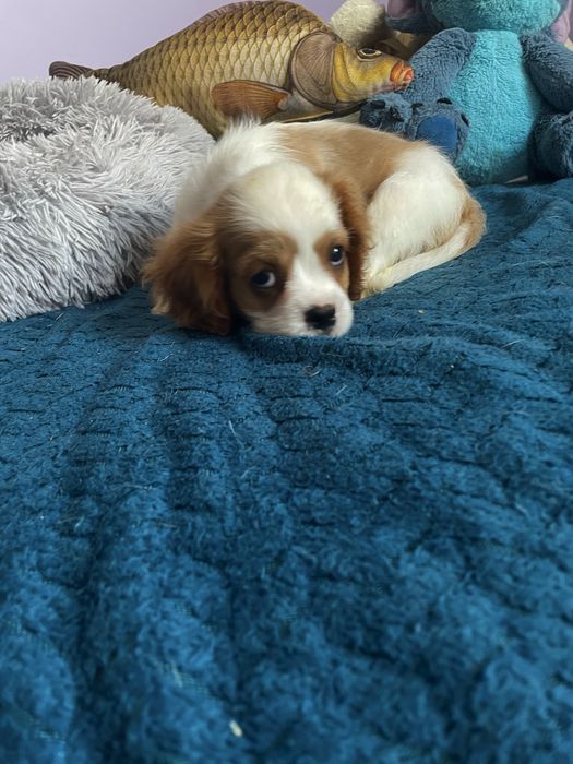 Cavalier chłopiec blenheim