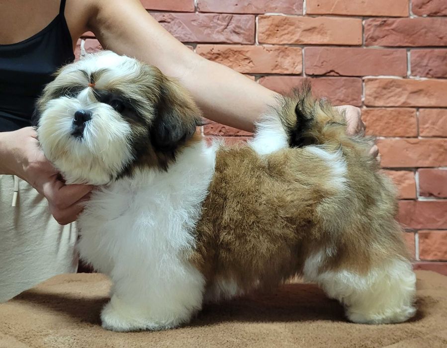 SHIH-TZU śliczny piesek ZKwP/FCI