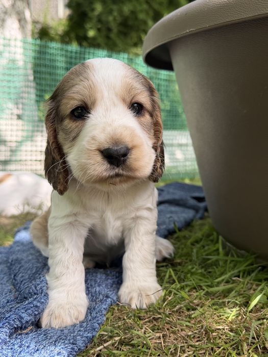 Cocker Spaniel Angielski