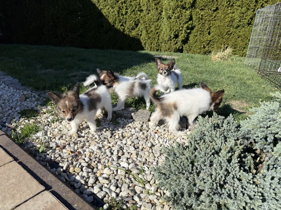 Papillon szczeniak suczka spaniel kontynentalny miniaturowy
