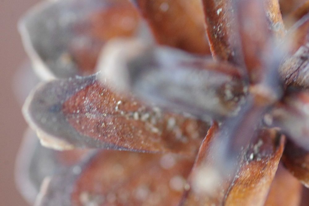 Obiektyw Pentax K 100 mm f/2.8 D-FA Macro