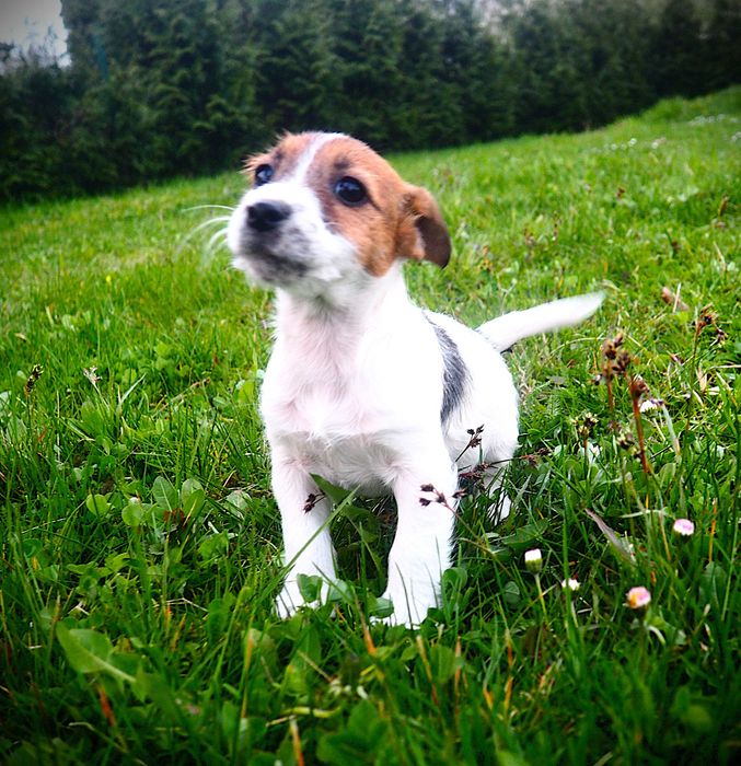 Jack Russell Terrier suczka Tricolor sierść złamana EMMA hodowla KAMA