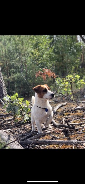 Джек Рассел терьер