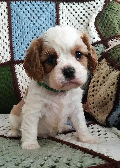 Chłopczyk Cavalier king charles spaniel