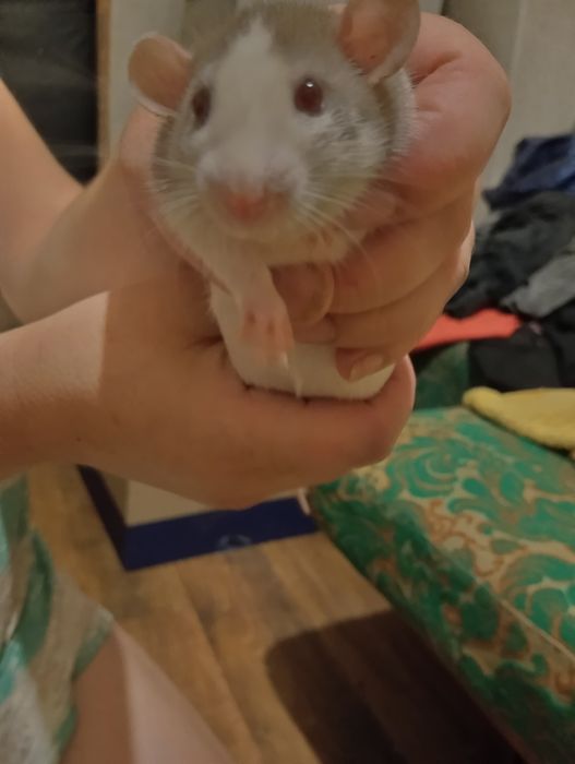 Криси, пацюки, щури