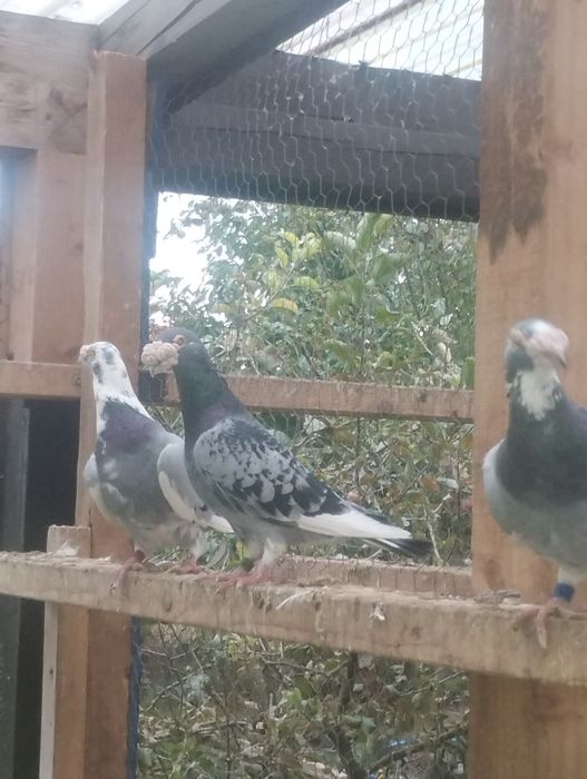 Garłacze koroniaste zamojskie staropolskie gołębie ozdobne