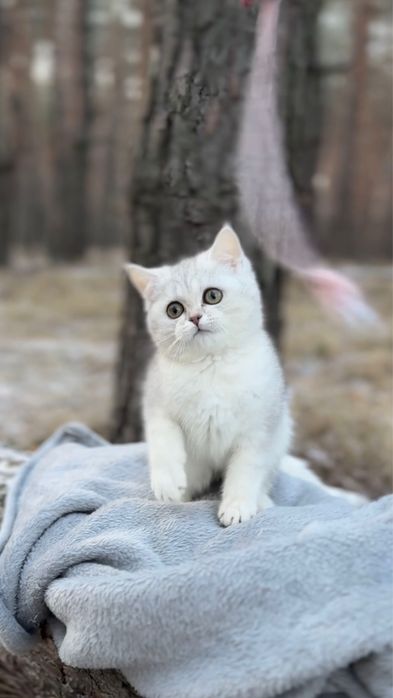 Дівчинка прямовуха шотландська срібна шиншила