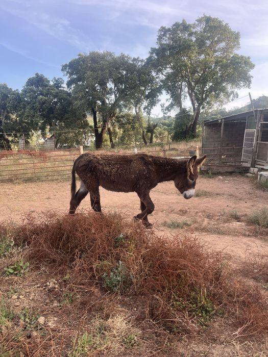 Burro mirandes 5 anos