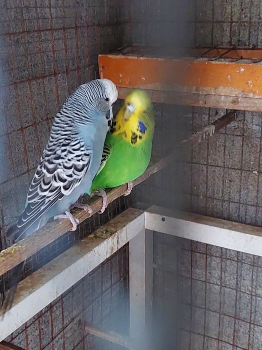 Casal de piriquitos ingleses
