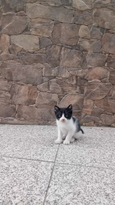 Gatinhos para adoção