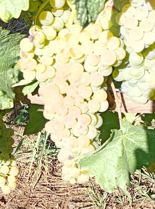 Uvas brancas loureiro