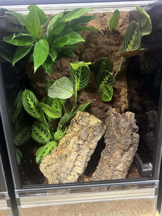 Gekon orzęsiony piękna samica z nowym terrarium i zapasem pokarmu