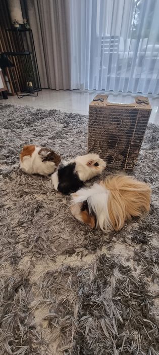3 świnki morskie