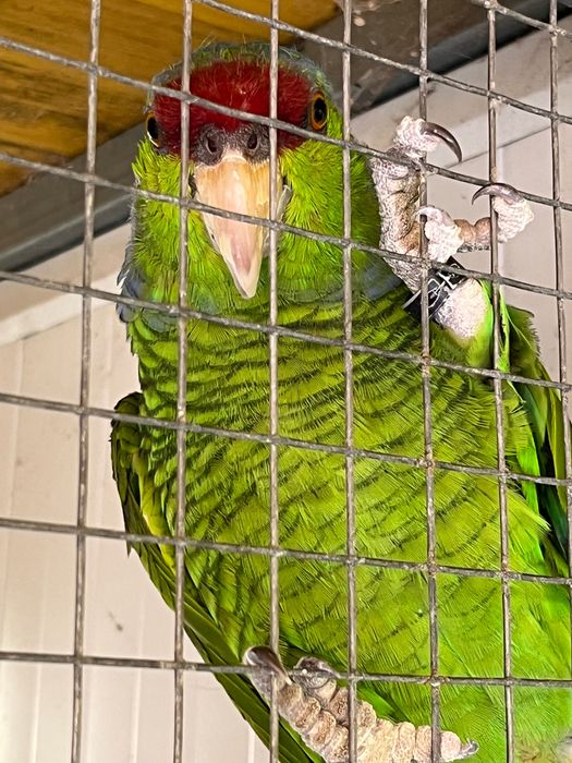 Papagaio Aestiva Finschi