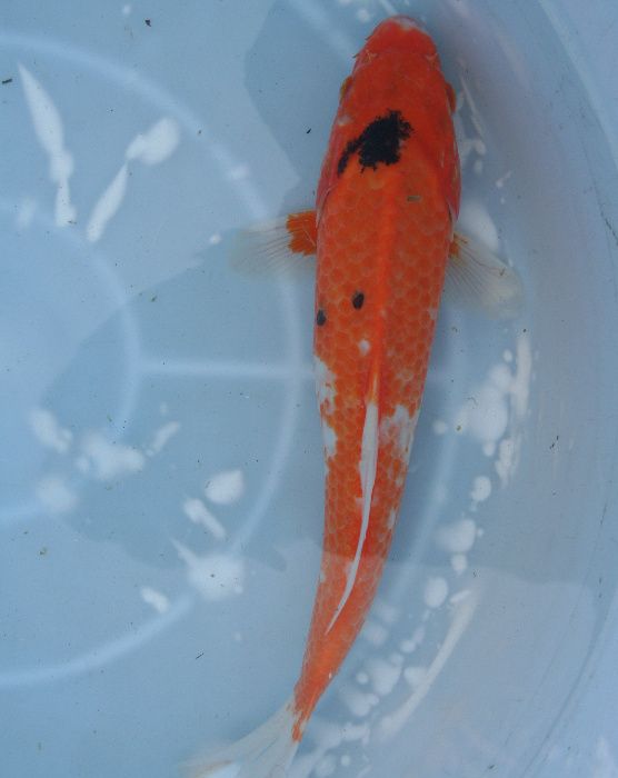 KARP KOI-Ryby karaś orfa lin tołpyga amur sandacz miętus pstrągWysyłka