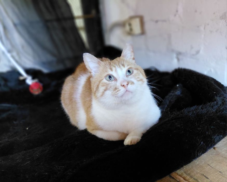 Котикам потрібен дім
