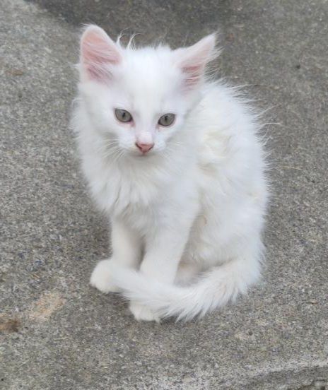2 котика шукають родину