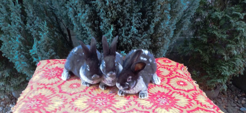 Кролики породи Велике Світле Срібло