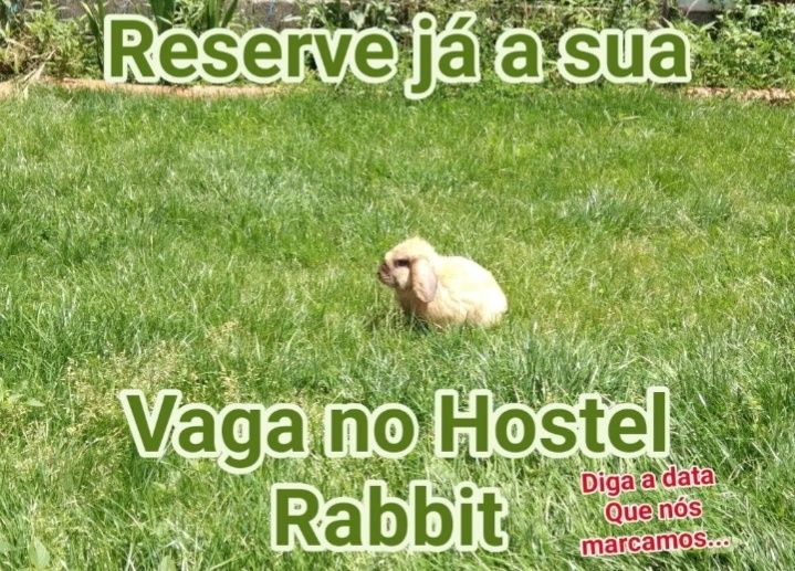 Coelhos anões com serviço Hostel Rabbit