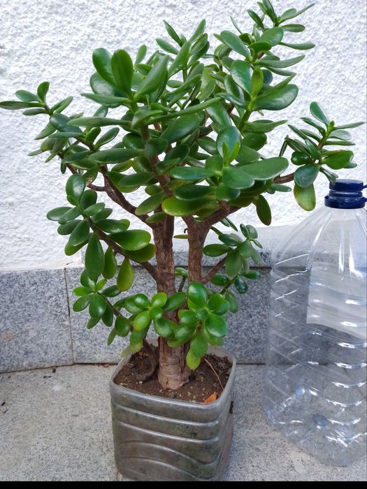 Jade / Crassula com mais de 6 anos