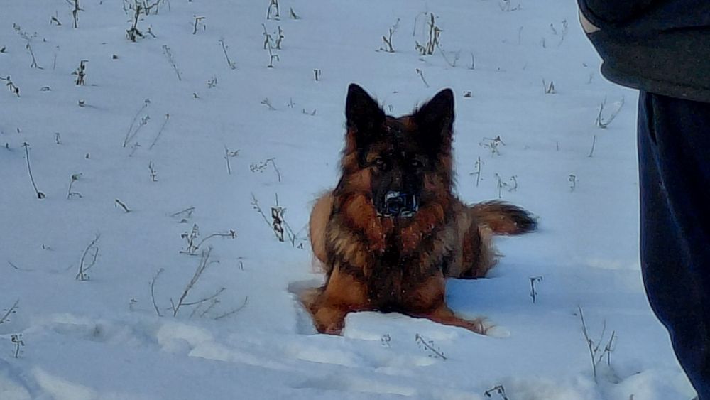 Продам молоду вівчарку