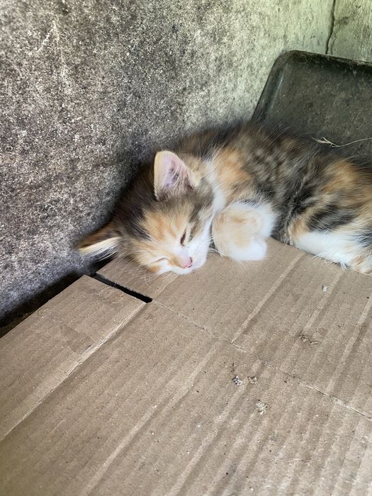 Котята в добрые руки срочно