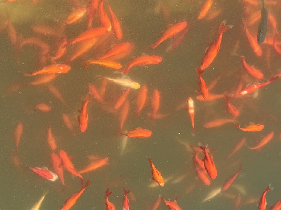 Золоті рибки для водойми або акваріума