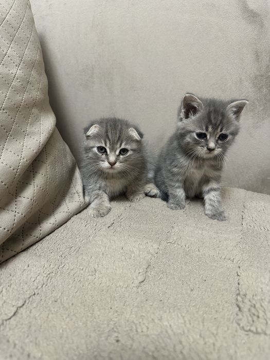Кошенята! Сірі котики