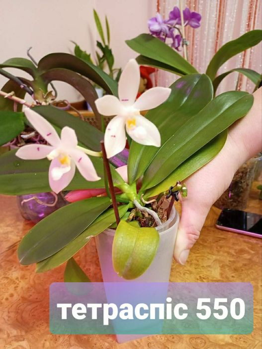 Продам орхідеї та їх дітки Вінниця