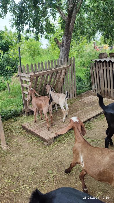 Козочка та козлик 100 %АН