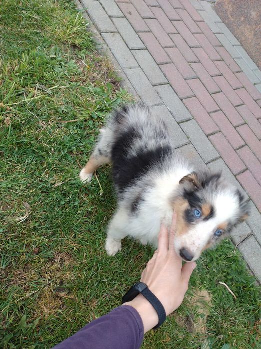 Szczeniak szkocki Collie merle