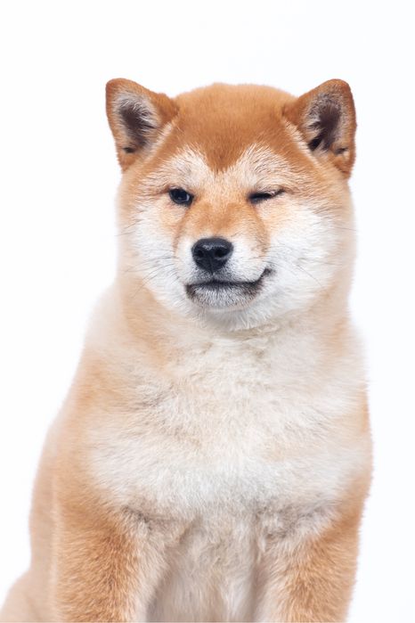 Шиба іну / шиба ину/ сиба/ сіба/  shiba