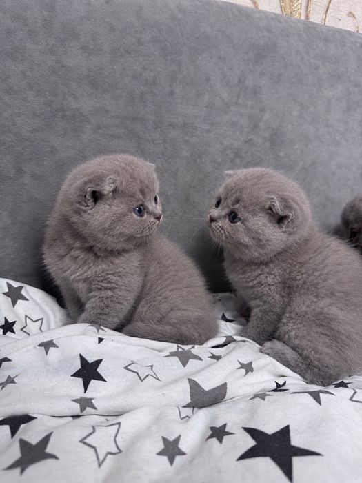 Шотландські кошенята.
