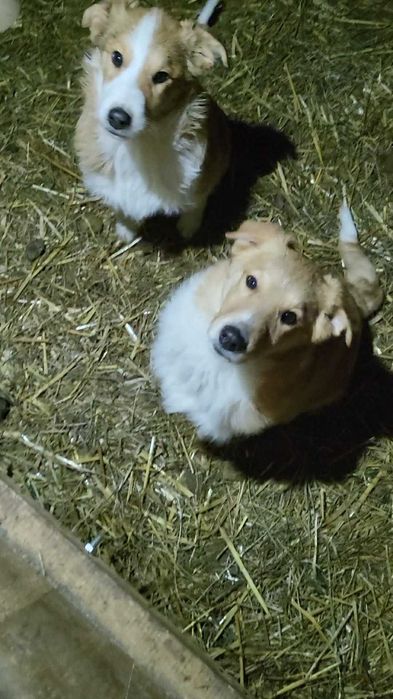 Szczeniaki owczarka szkockiego