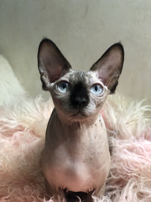 Канадский сфинкс