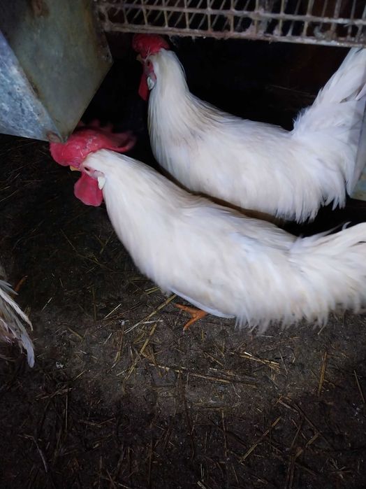 Rhode Island Red poedeiras