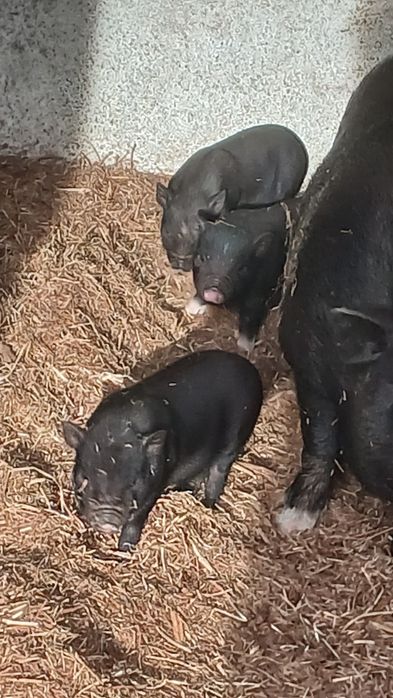 Leitões vietnamitas