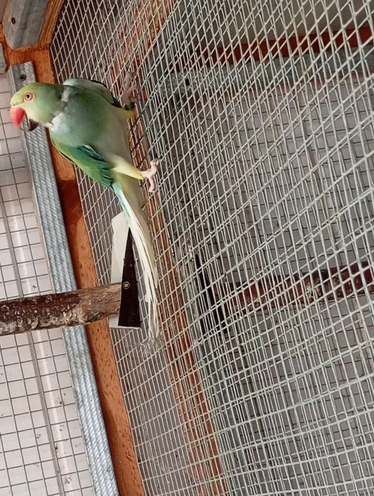 Samica aleksandretty gł-og 20r