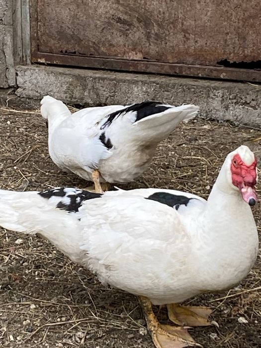 Ovos férteis de pato mudo