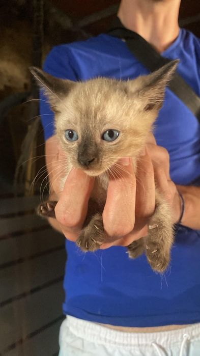 Gata bebé fêmea com 2 meses
