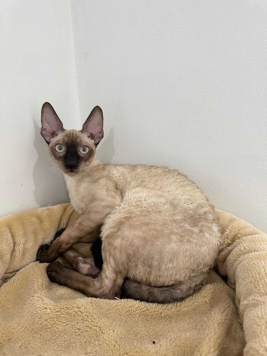 CORNISH REX - Dostępny kocurek o imieniu FENDI Hodowla: MatiMalwa*PL