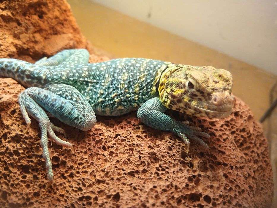 L. Obrożny Terrarium24 Lublin