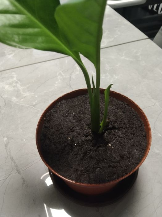 Спатіфіліум жіноче щастя