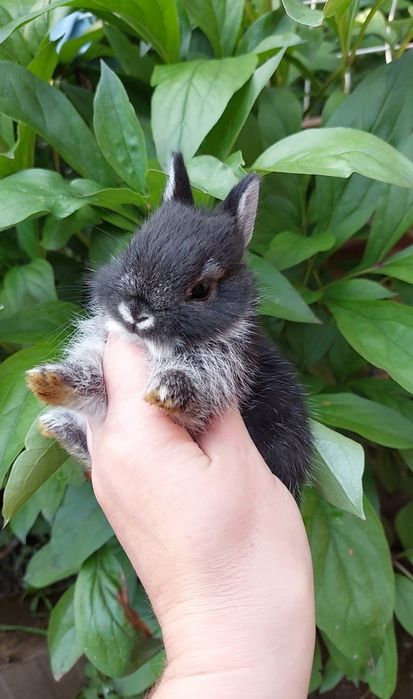 Нідерландський міні кролик