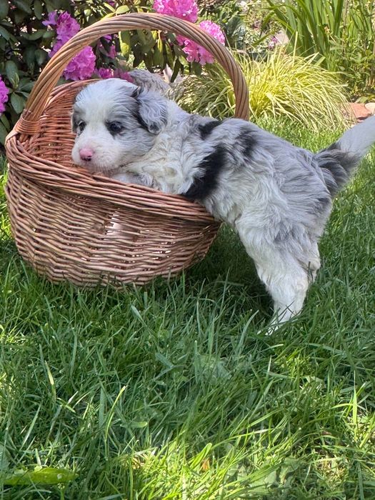 Szczeniak Bolder Collie