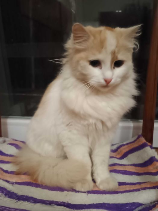 Красуня  киця породи ангора.   Вісім місяців.