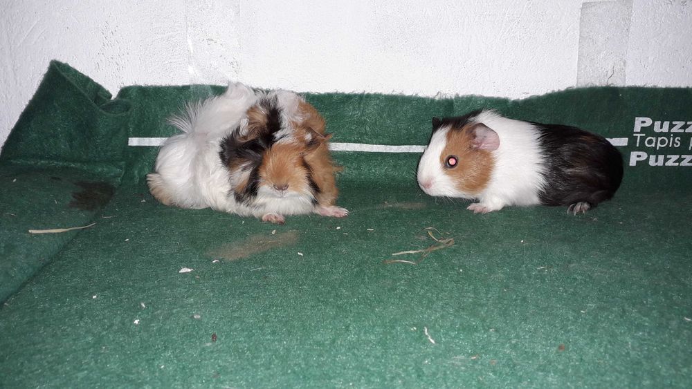 Морська свинка,  розетка