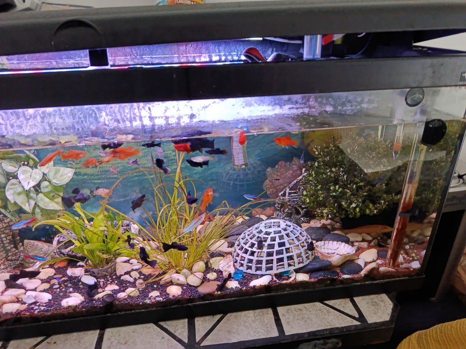 Aquário +Peixes água quente+ filtro externo+mesa